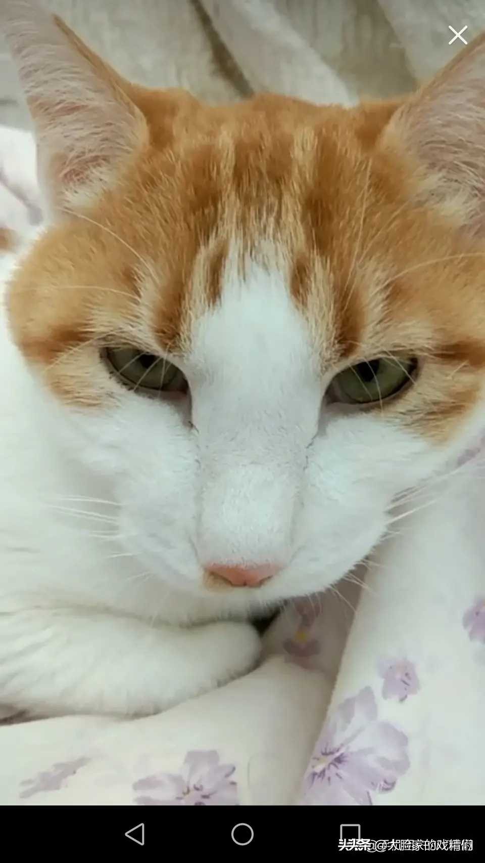 你这样的白橘猫，叫我怎能不爱？