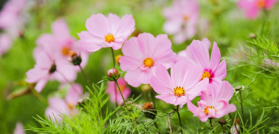 重走长征路夹金山,夹金山重走长征路在哪里