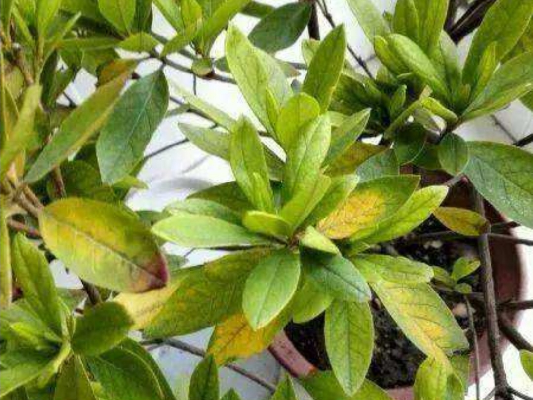 西洋杜鹃黄叶落叶怎么办,新收到的杜鹃花花蔫了怎么办