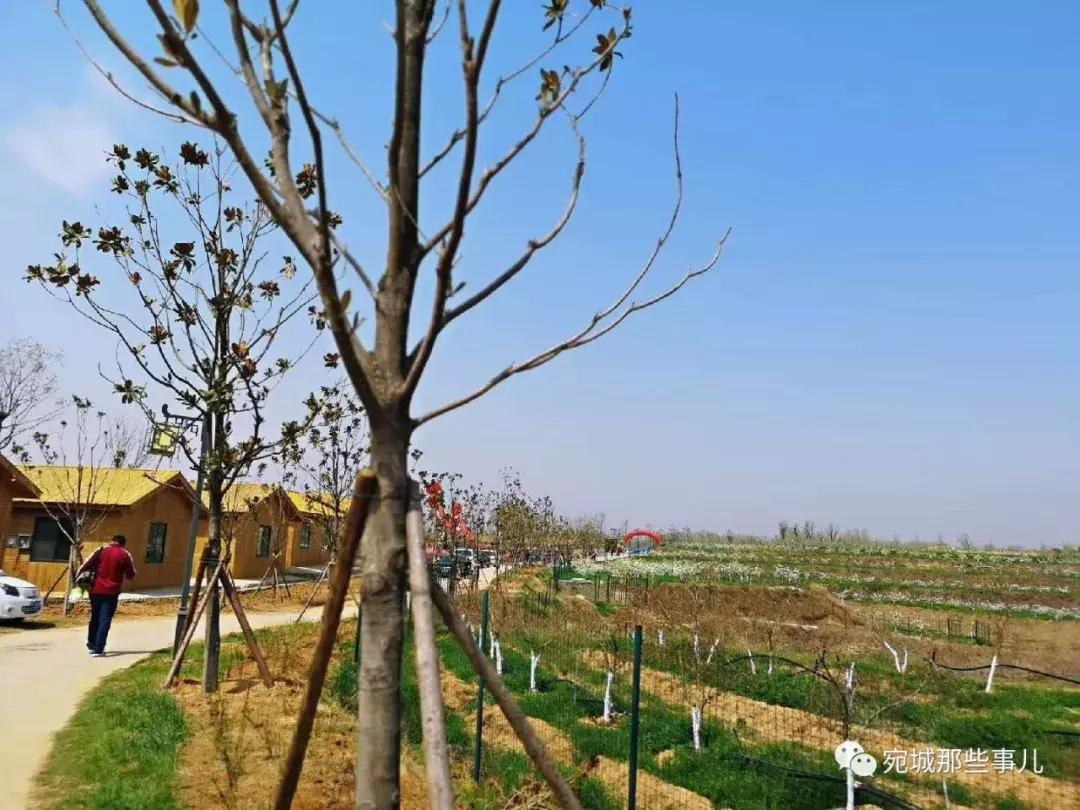 南阳老徐,河南南阳老徐最新视频