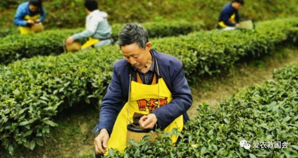 茶叶微信营销策略有哪些,新零售茶叶运营模式有哪些优势