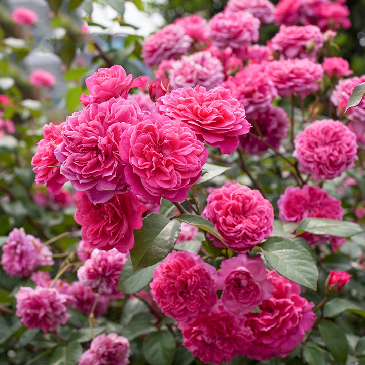 艾弗的玫瑰月季,艾弗的玫瑰月季红色