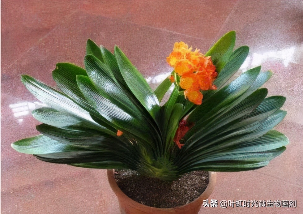 君子兰的皱纹怎么处理,君子兰叶子有皱纹怎么处理