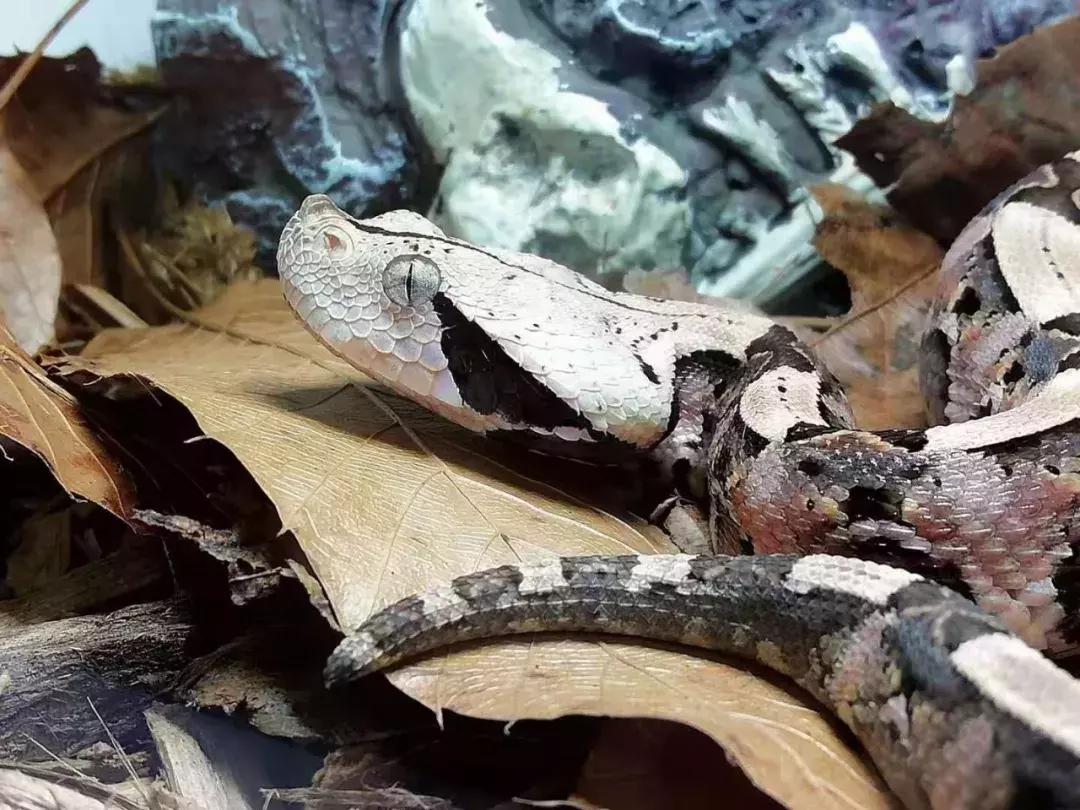 如何让观赏蛇类在人工环境下住得幸福