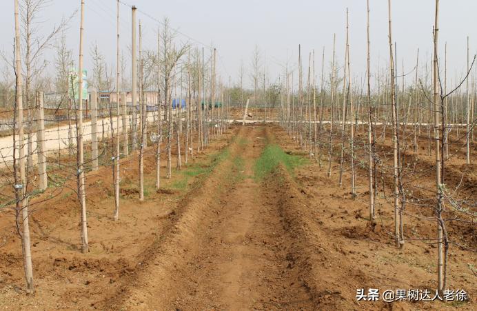 苹果矮化栽培管理,苹果矮化栽培的原理