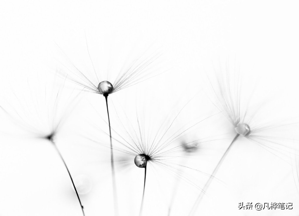 微距镜头和普通镜头有什么区别,什么是微距