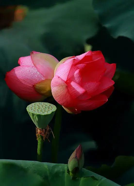 并蒂莲七绝二首,并蒂莲七绝诗