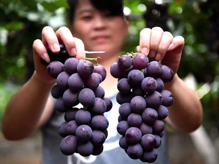 记忆中的宁德美食,福建宁德吃海鲜去哪里