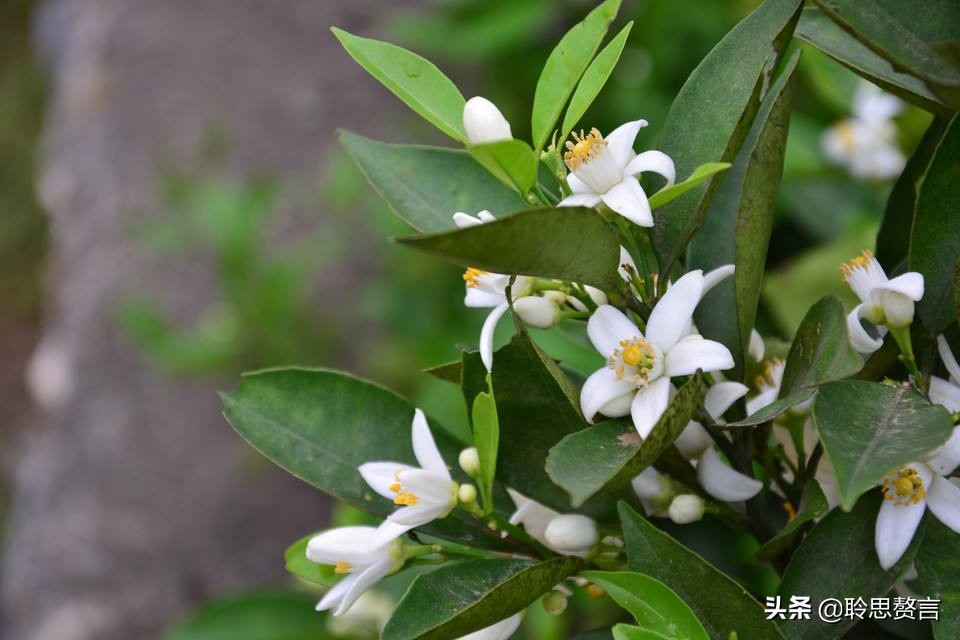 橘柚花诗词精选一十八首蓼岸风多橘柚香，堪怜堪爱还堪惜