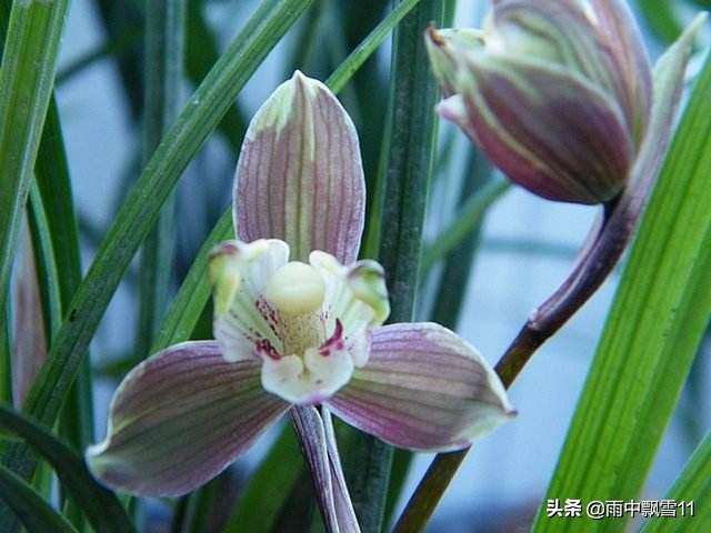 兰叶焦尖发黑是什么原因,兰花叶子焦尖是生病还是缺水判断