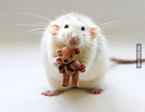 花枝鼠吃东西很凶,花枝鼠为什么会吃掉自己的幼崽