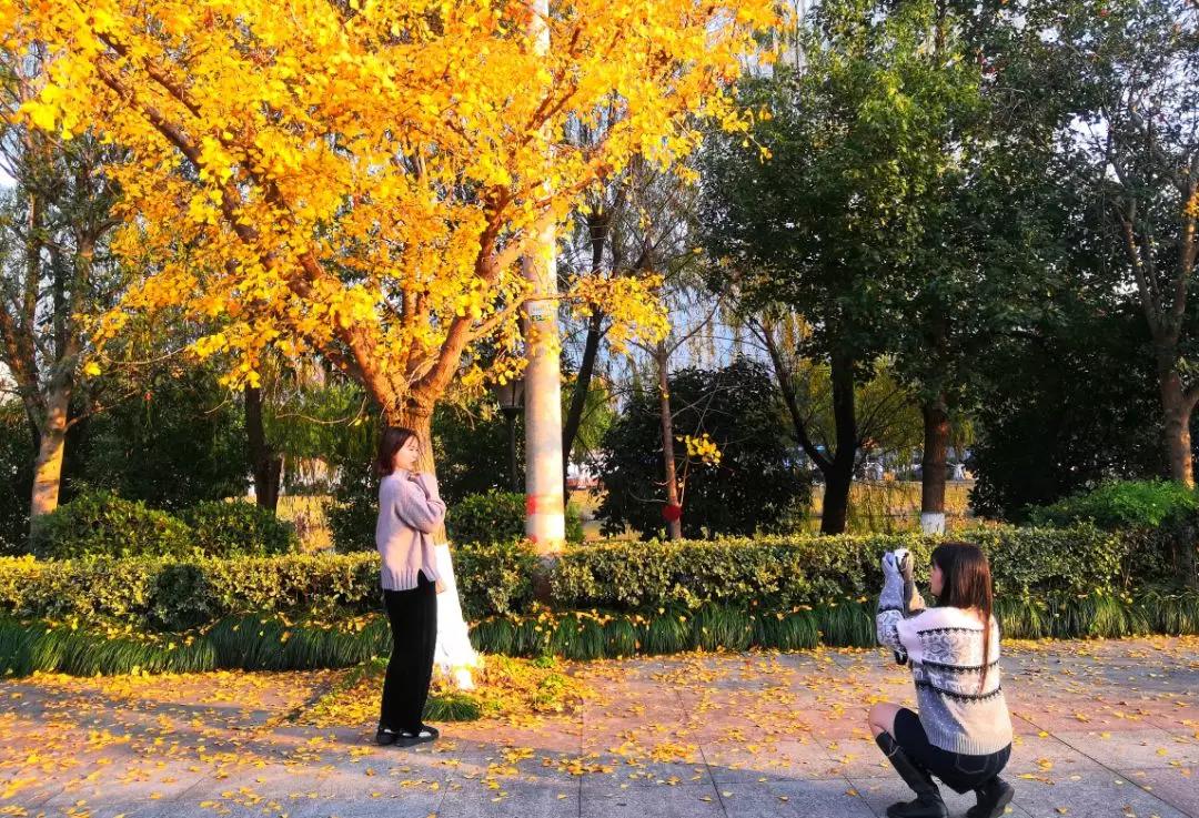 温州茶山大学城的银杏林变黄了，相约一起拍美照吧