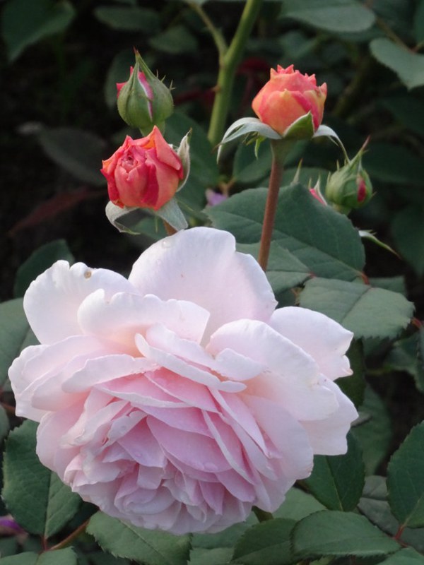 无刺四季开花藤本月季品种有哪些,耐热又耐寒的藤本月季有哪些品种