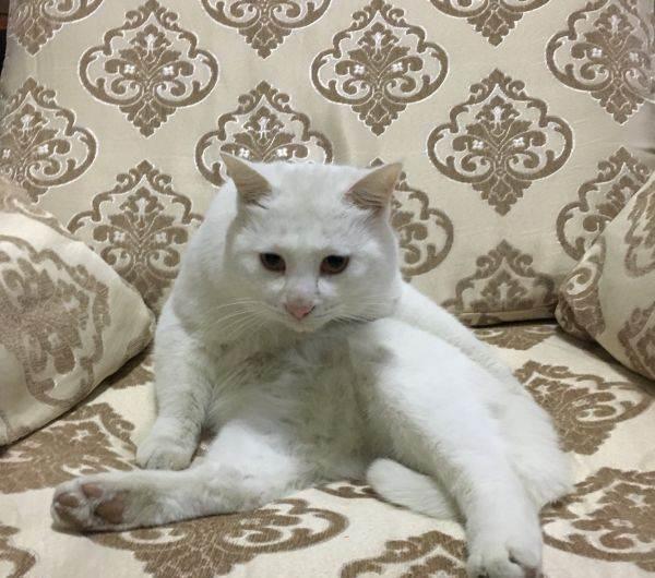 猫咪绝育麻醉多久恢复正常行走,猫咪做绝育手续前后注意什么