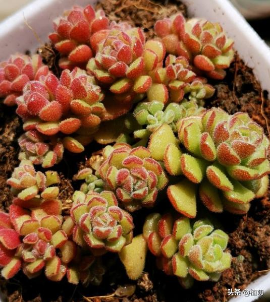 多肉夏天易腐品种,多肉黑霉什么样