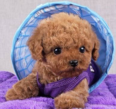 泰迪犬这7种肢体语言，所代表什么意思？很多人都不知道！