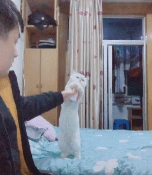 “液体”做的猫究竟可以拉多长？得知真相后，网友纷纷直言：变态