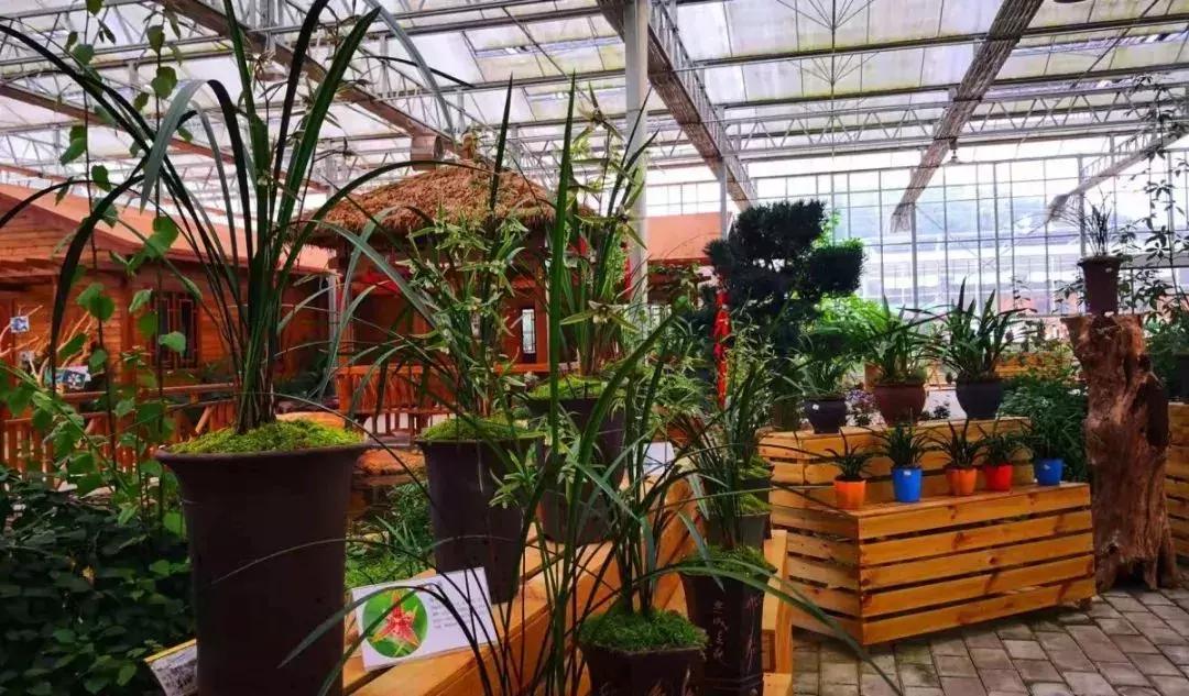 精品寒兰展,福建连城寒兰节