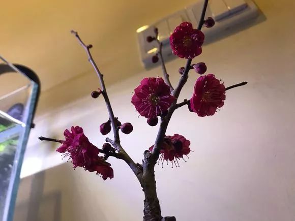 花突然蔫了?你家装修污染可能出问题了!