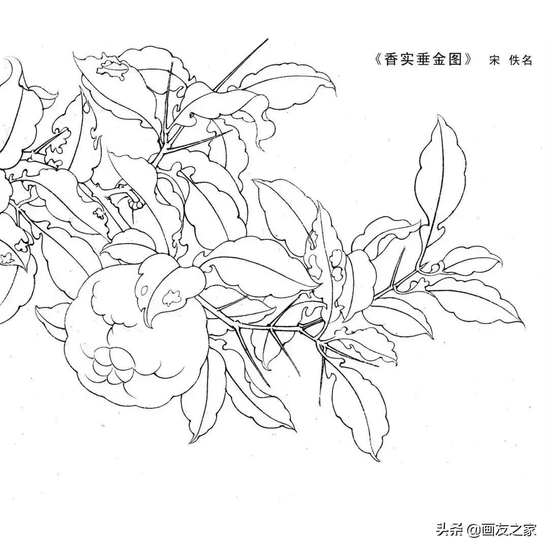 宋花鸟工笔画高清大图临摹过程,宋画工笔画花卉上色教程