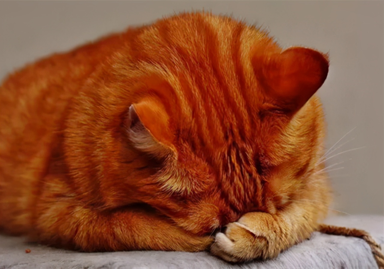 猫咪心包疝和心脏肥大,猫咪心脏的位置在哪里