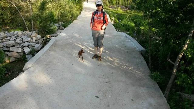 伸舌头的小鹿犬,爱洗澡的小鹿犬