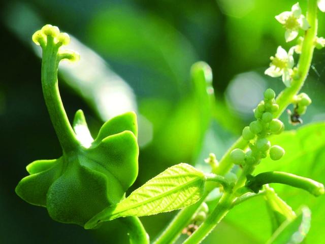 子宫肌瘤吃辣椒有什么危害,吃辣椒和蒜对子宫肌瘤有影响吗