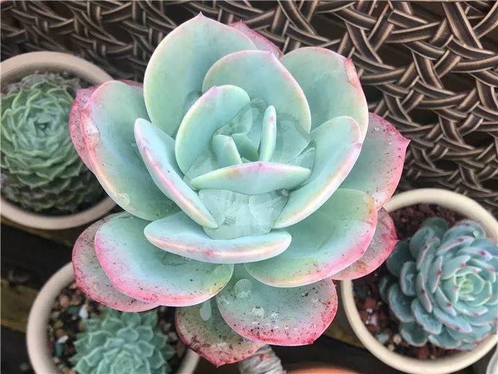 100种常见多肉的养法图片大全,60种好度夏的多肉植物