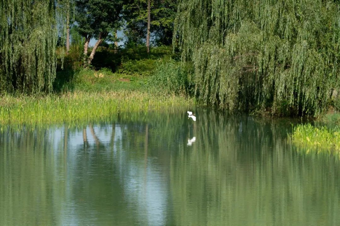 武汉华侨城湿地公园绿化,华侨城生态湿地公园武汉什么区