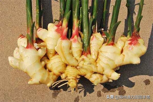 8月生姜价格行情分析，姜农想要提高收入，实现生姜高产才是关键