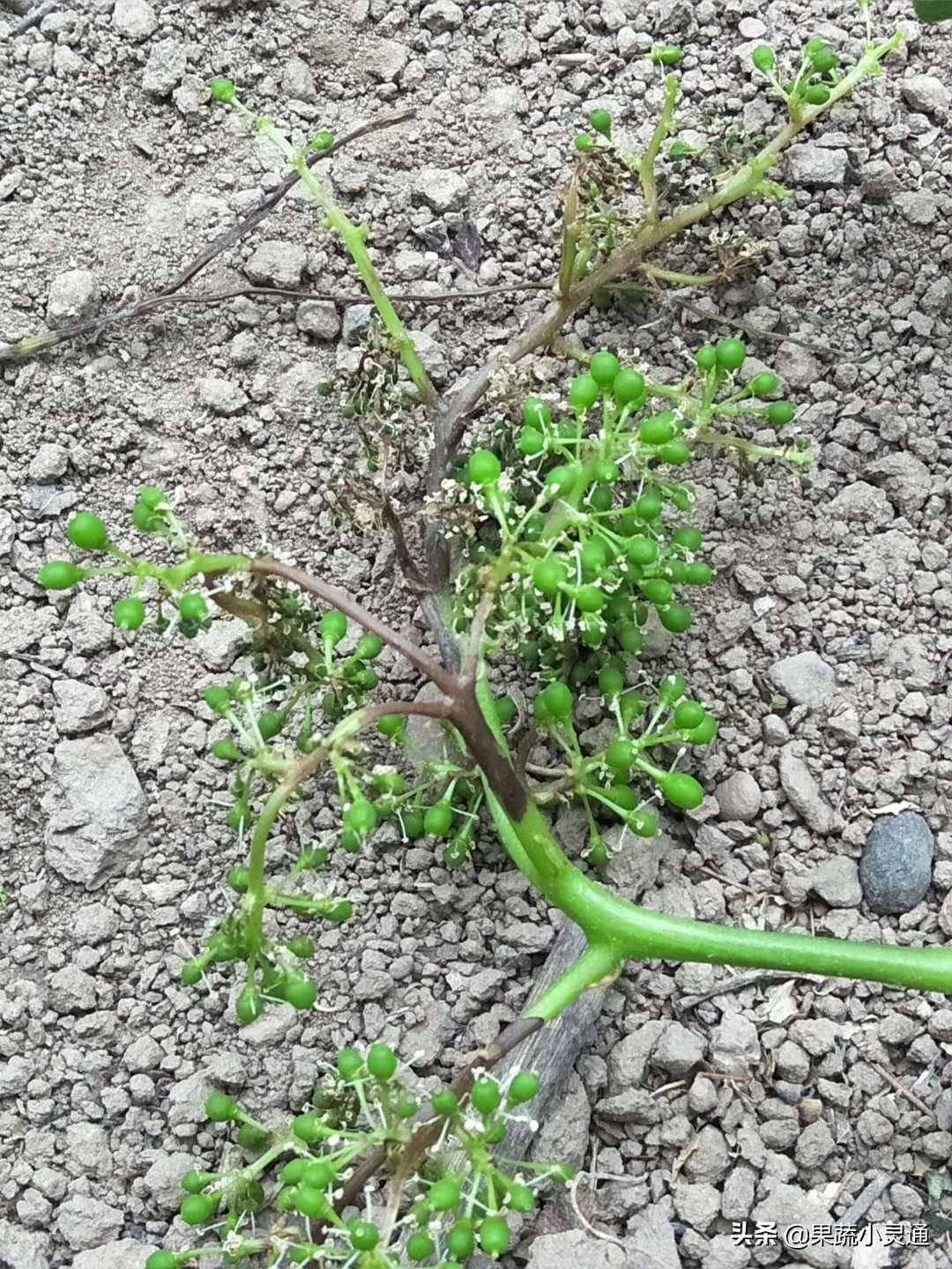 葡萄果穗发黑干枯怎么回事,葡萄果实有黑斑的防治方法