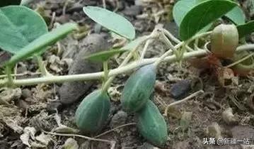 新疆的特殊植物,新疆戈壁上常见的植物