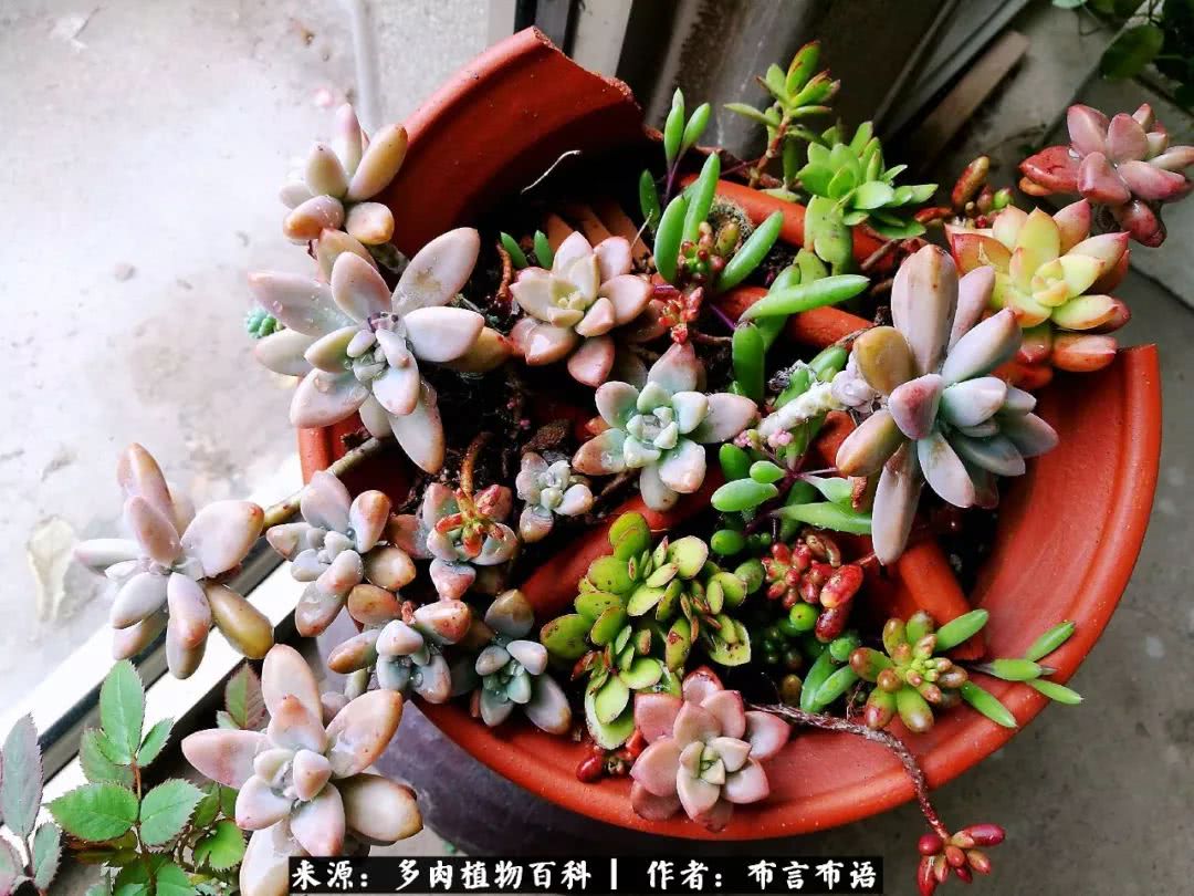 从多肉上感悟人生,多肉的真实生活感悟