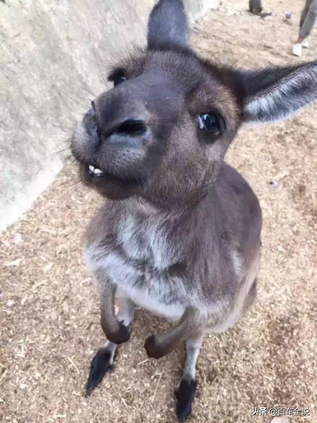 「澳洲系列」你吃过袋鼠吗？我撞过