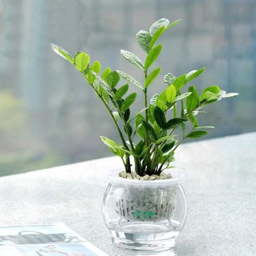 金钱树的扦插时间与方法,金钱树用叶子怎么培植