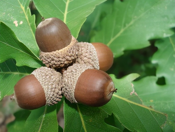 常见木材的种类简介及图片,常见木材的种类档次