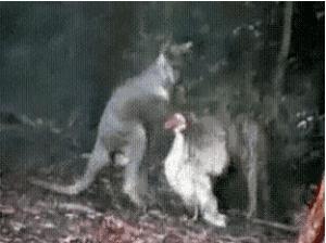 袋鼠和人打架视频,袋鼠为什么喜欢和狗狗打架