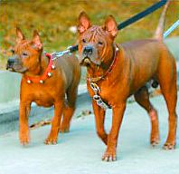 中国本土猎犬犬种有哪些,川东猎犬杂交广西猎犬