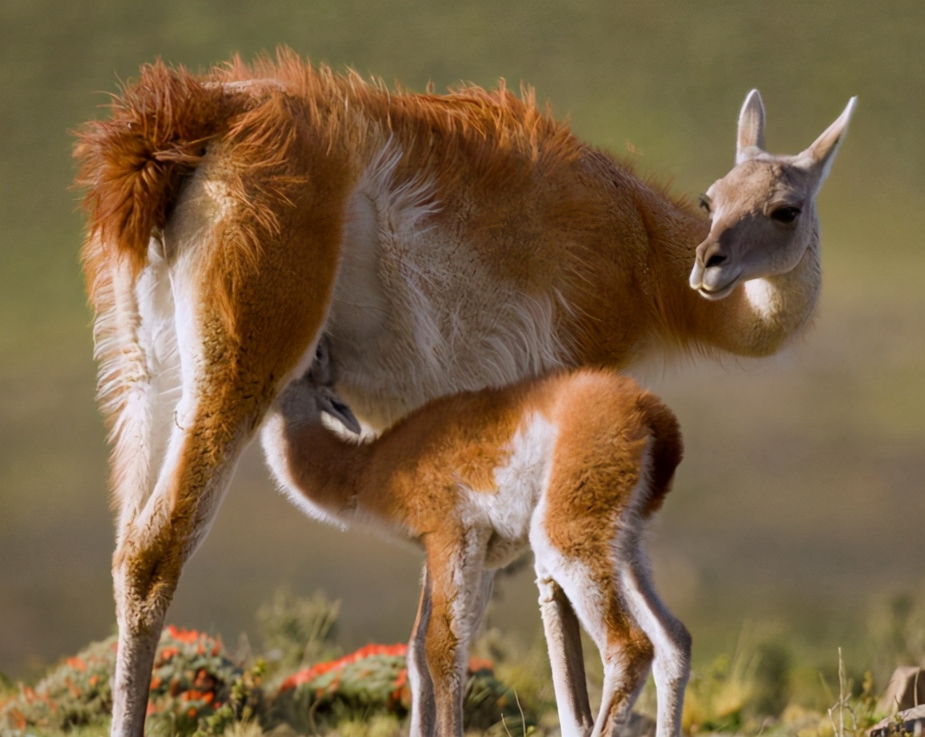 人类小蝌蚪怎么发育出来的,人类小蝌蚪是从哪儿来的
