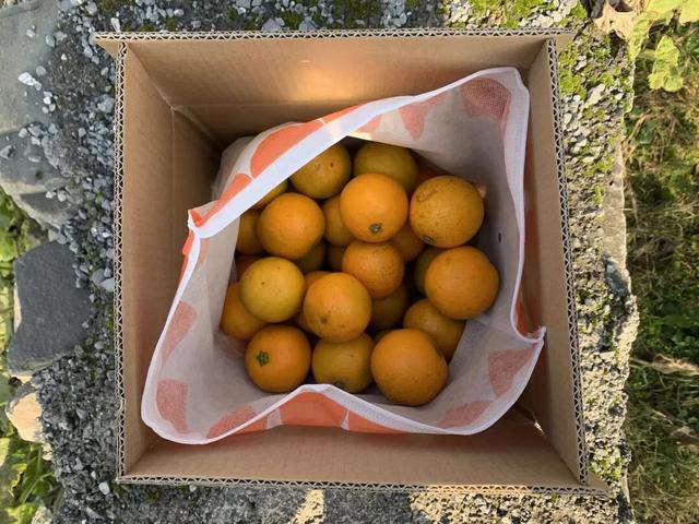 湖南麻阳苗族自治县冰糖橙之乡,麻阳苗族自治县冰糖橙果园