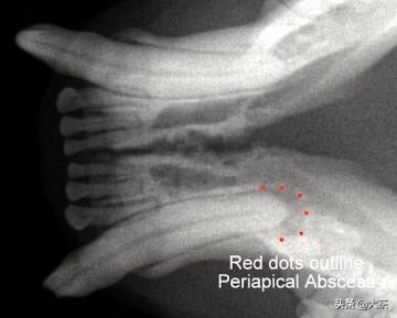 猫咪的牙齿断了一截有红点,猫咪牙齿断了一截怎么办