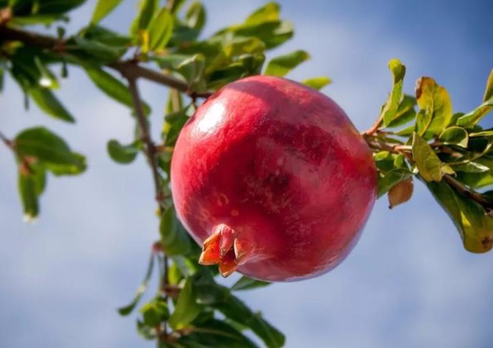 石榴的意义是不是代表多财多子,石榴盆栽有什么意义