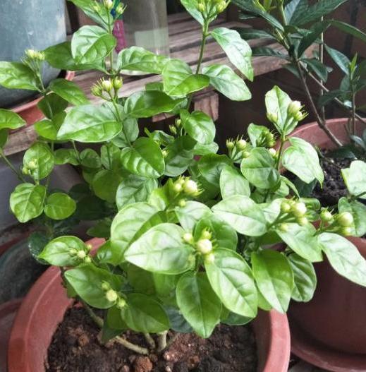 家里养茉莉花怎么配土,养茉莉花小妙招