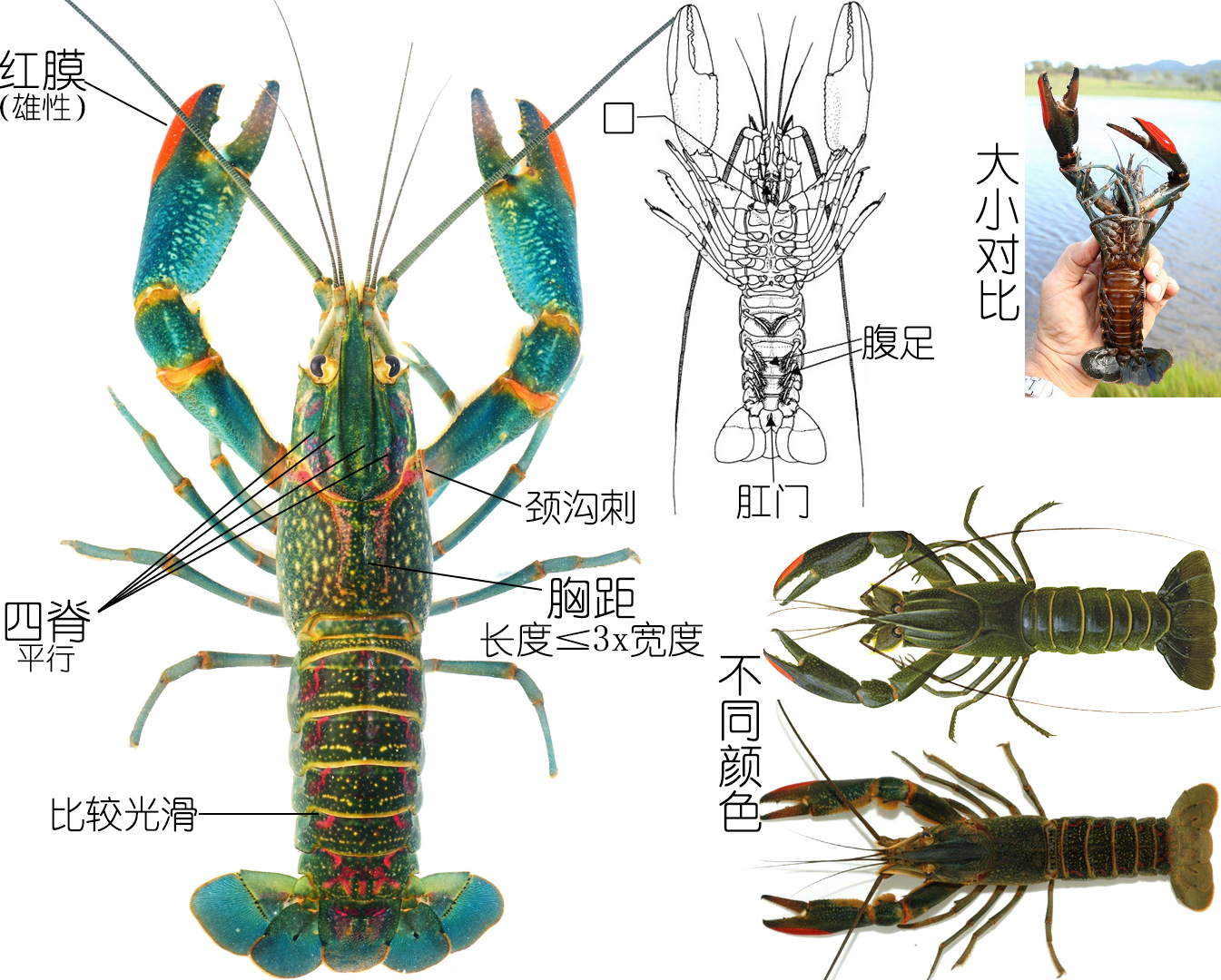 食物扫盲认识小龙虾,餐桌上的动物以及分类