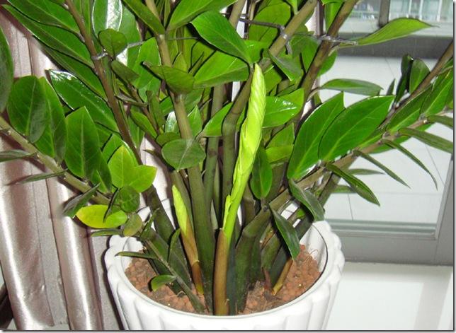 金钱树不发芽小妙招,金钱树小苗怎么不长高