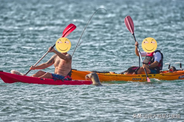 野生海豹不怕人,野生海豹保护