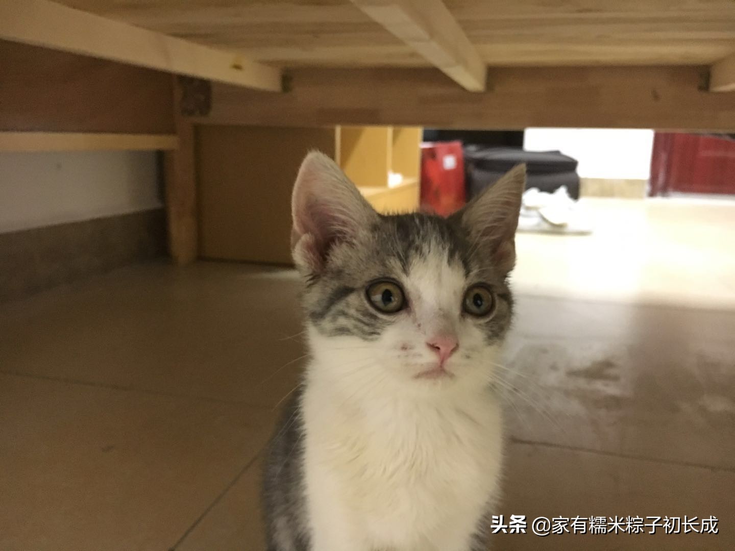 严重猫癣的症状及治疗方法,猫癣怎么治越来越严重了