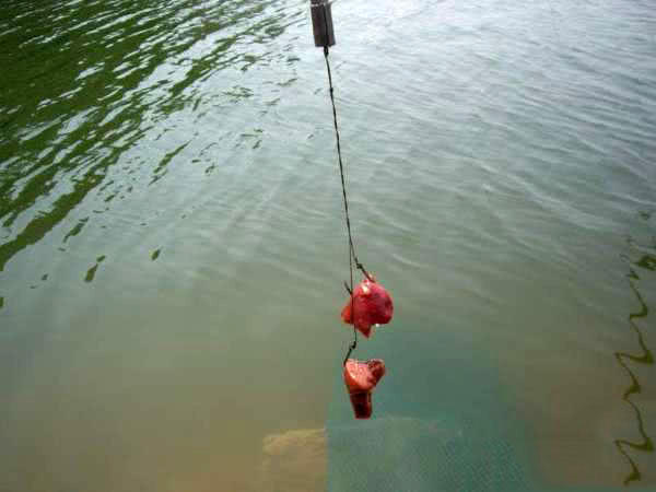 叉尾鮰鱼怎么处理,叉尾鮰的鱼的习性与钓法