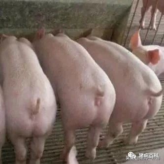 散户养猪的方法和技巧,新手养猪的十大陷阱