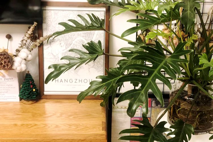 小天使植物养护,小天使植物的养护